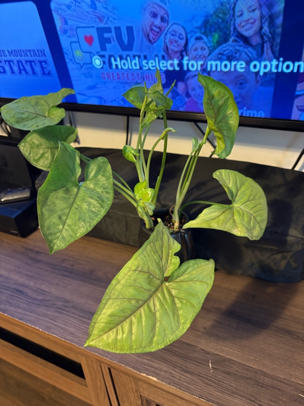 Syngonium - Lush arrow-Shaped Leaves